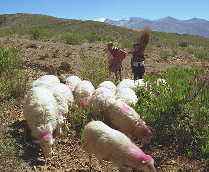 women herding sheep in the mountains outside Cochabamba